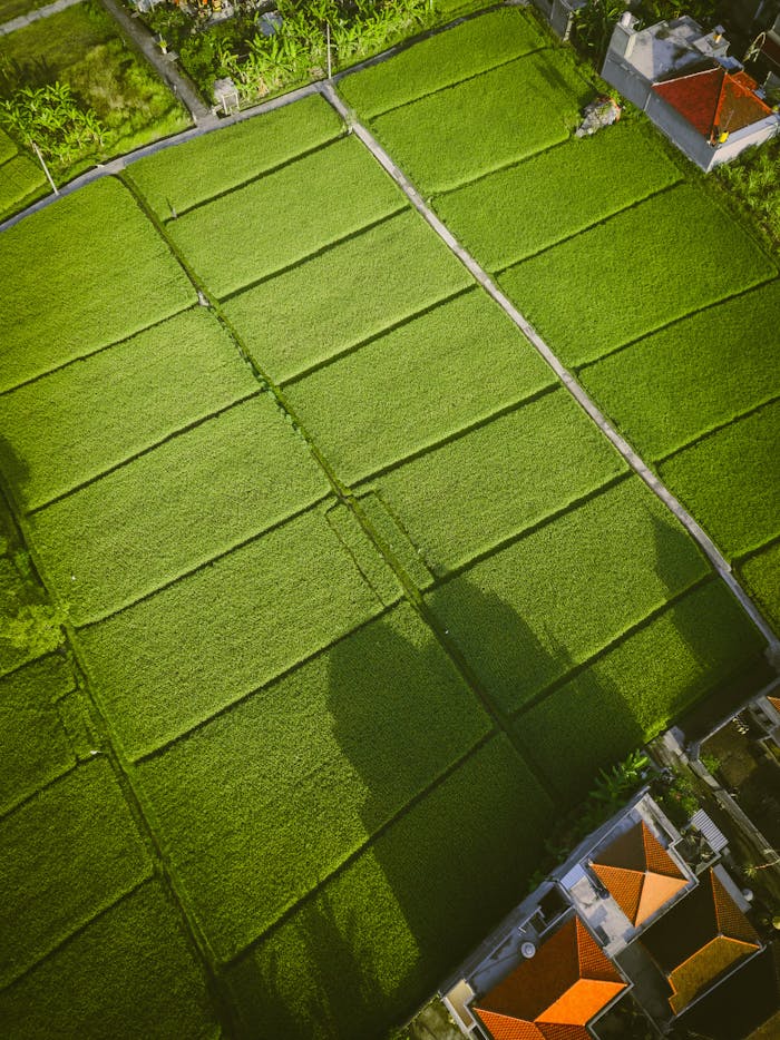 Drone view of spacious agricultural rice fields cultivated in countryside in exotic Asian country in sunlight